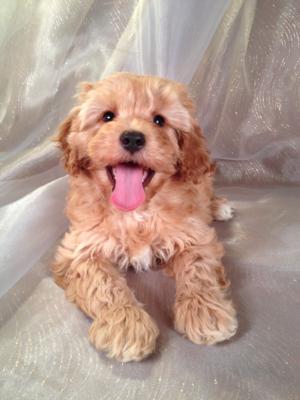 Female Red Cockapoo Puppy for Sale #1 Born November 28, 2013|Puppies Can fly for $200 into Fort Lauderdale FL, Boston MA, San Francisco CA, Charlotte NC, DC, Newark NJ, Portland ME, Manchester NH, Las Vagas NV and Many More!